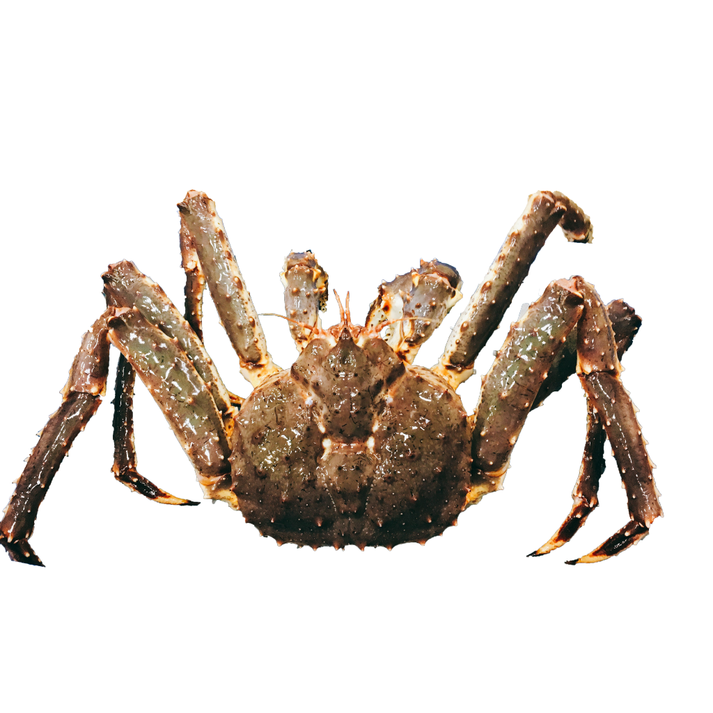 live king crab