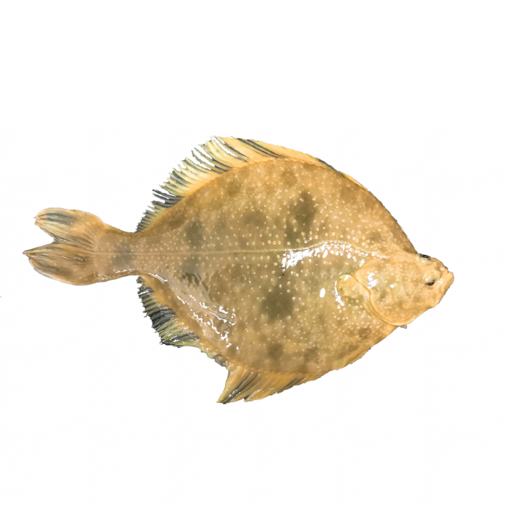 flatfish products for sale