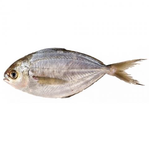 butterfish